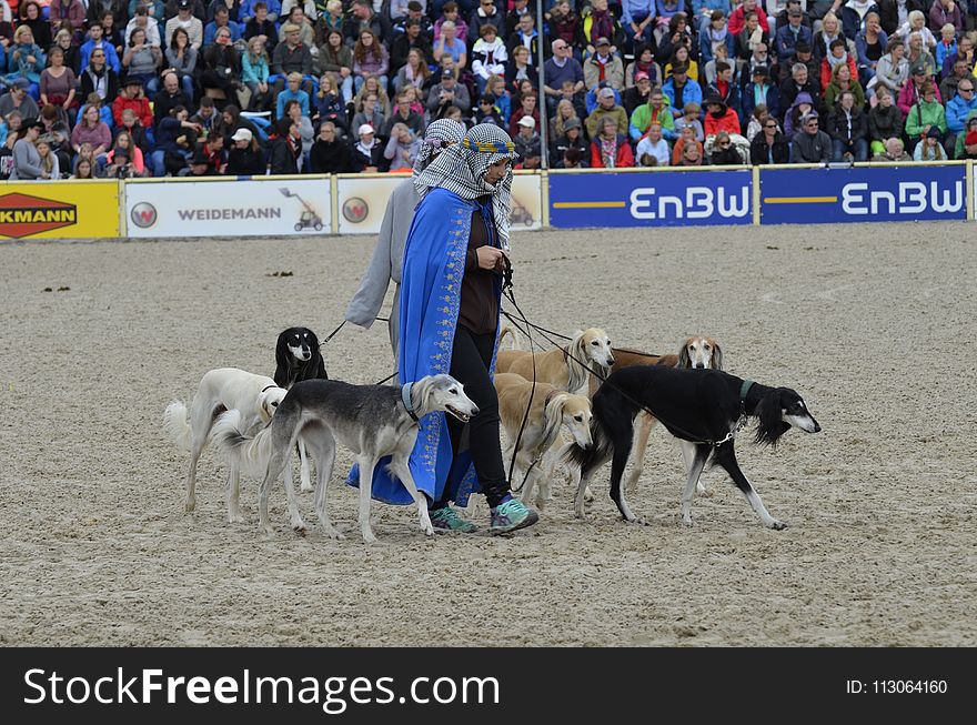 Animal Sports, Dog, Competition Event, Conformation Show