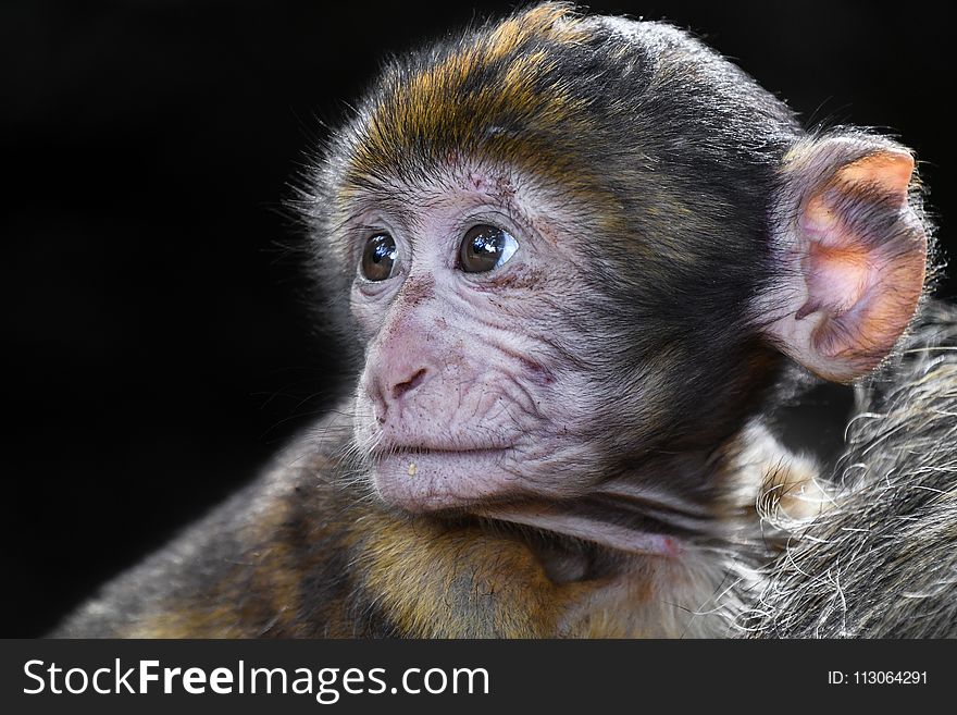 Macaque, Mammal, Fauna, Primate