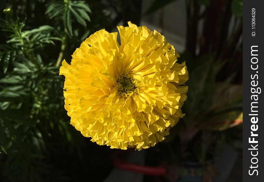 Flower, Yellow, Wildflower, Flowering Plant