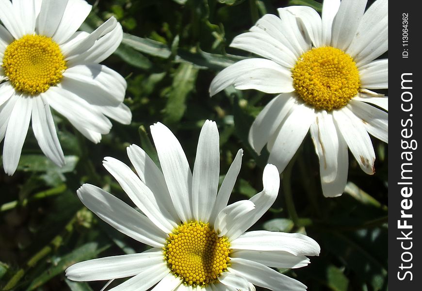 Flower, Oxeye Daisy, Plant, Daisy Family