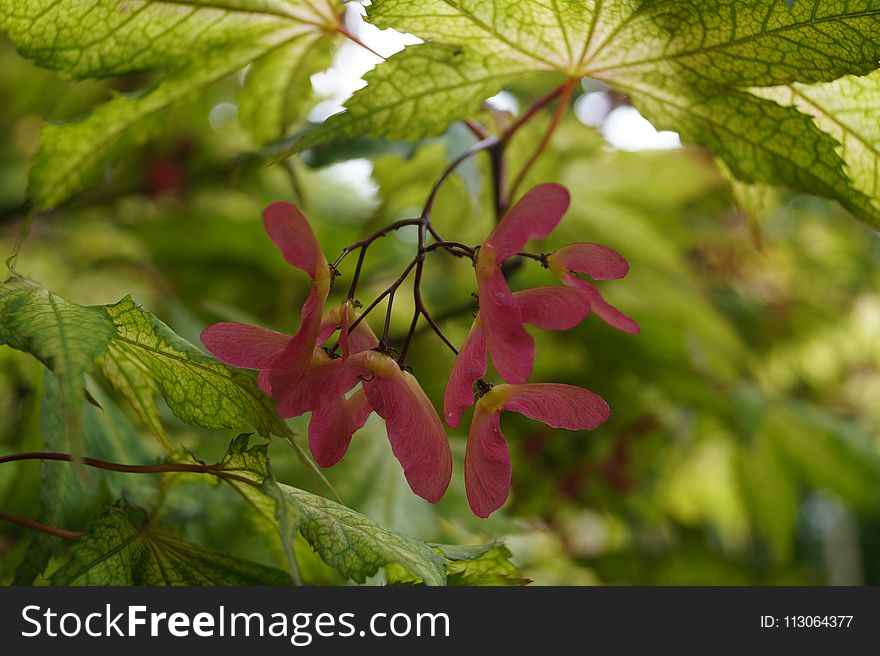 Leaf, Vegetation, Plant, Flora