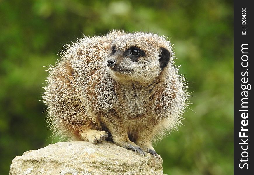 Meerkat, Mammal, Terrestrial Animal, Fauna