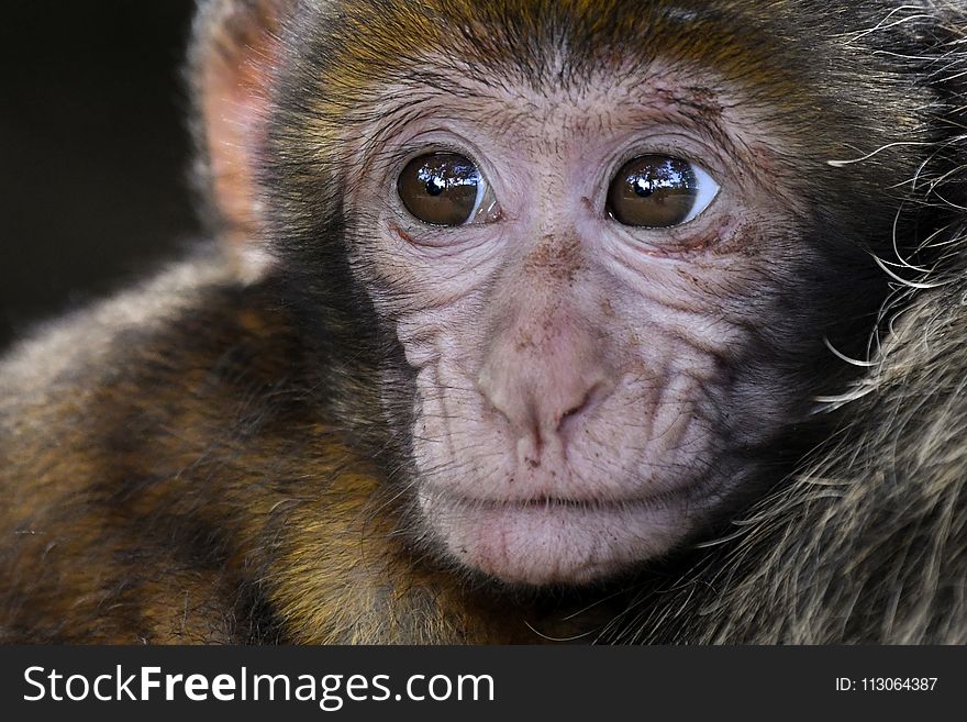Face, Macaque, Mammal, Primate