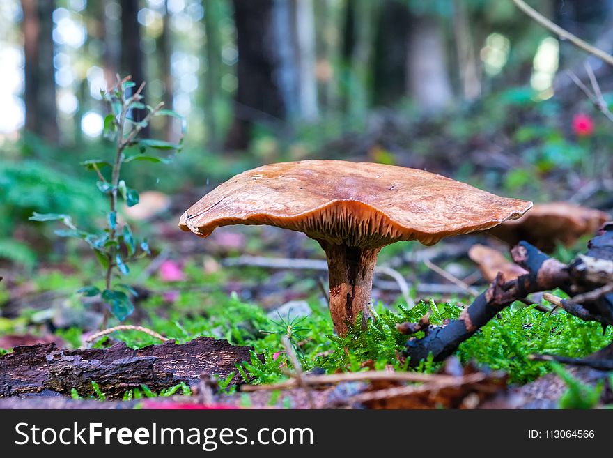 Mushroom, Fungus, Penny Bun, Leaf