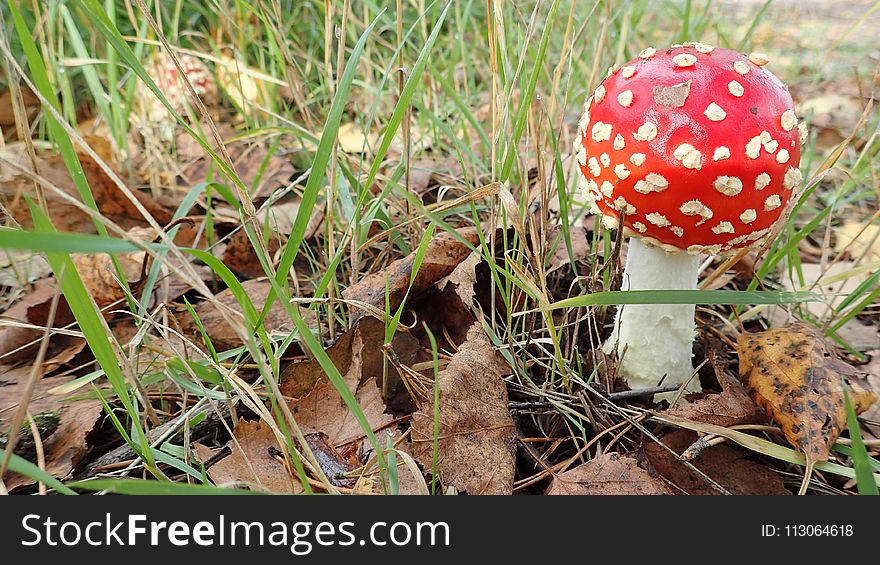 Mushroom, Fungus, Agaric, Edible Mushroom