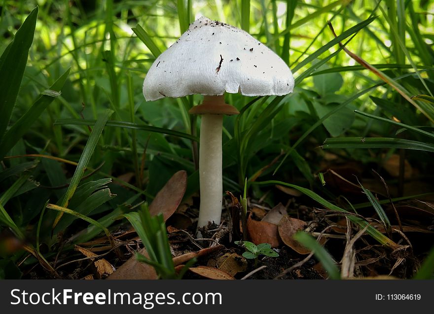 Mushroom, Fungus, Agaricaceae, Edible Mushroom