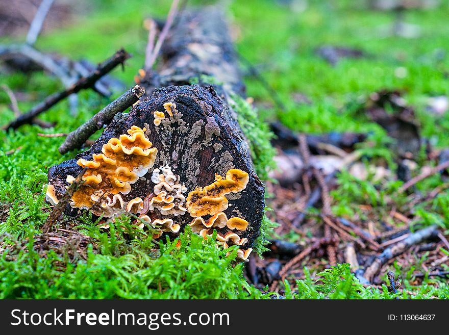 Fungus, Mushroom, Grass, Discinaceae