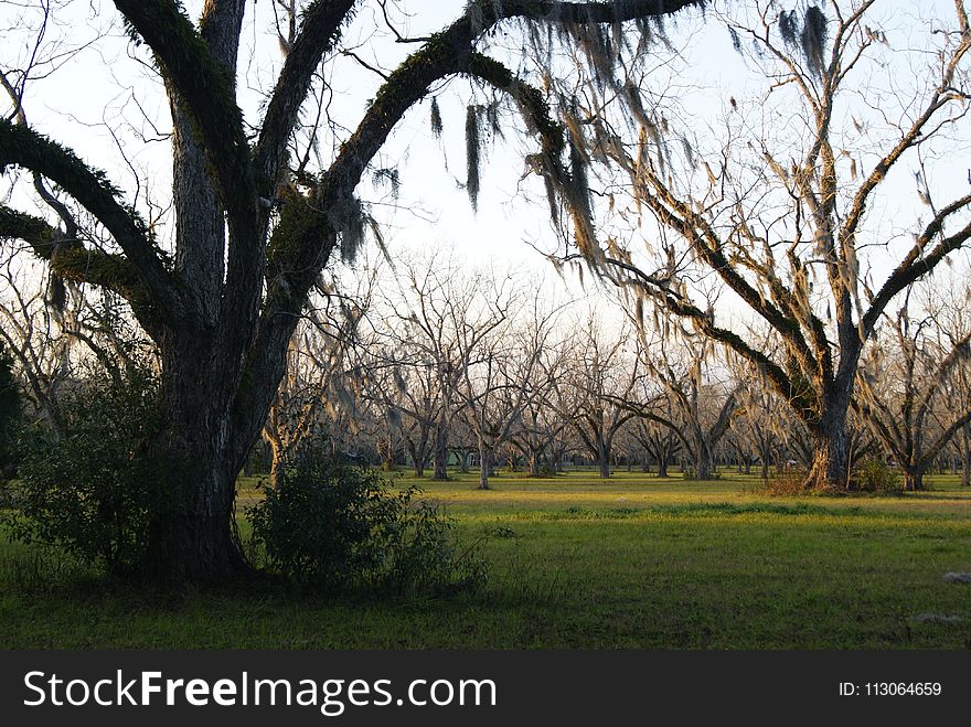 Tree, Woody Plant, Grass, Sky