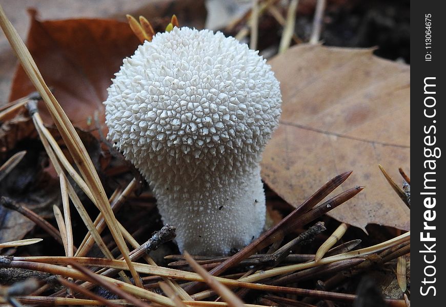 Fungus, Mushroom, Edible Mushroom, Agaricaceae