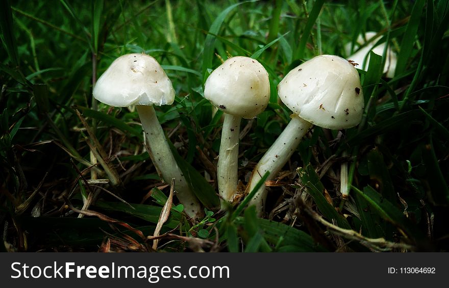 Mushroom, Agaricaceae, Fungus, Agaricus