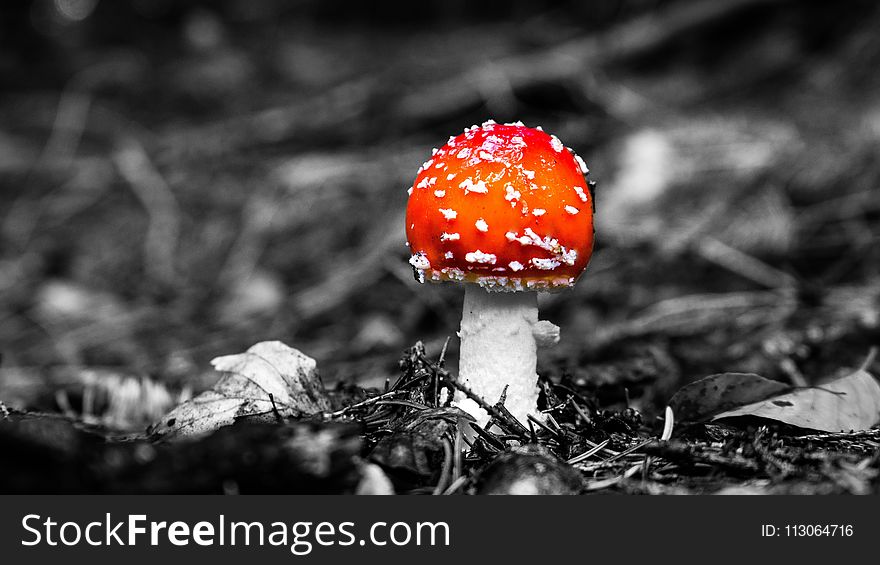 Mushroom, Black And White, Agaric, Fungus