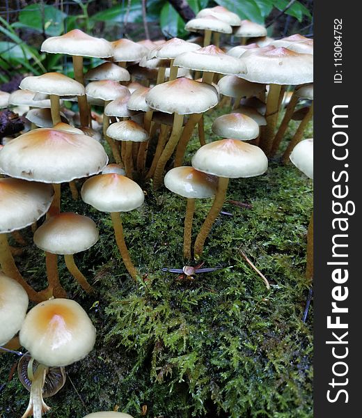 Mushroom, Fungus, Edible Mushroom, Agaricomycetes