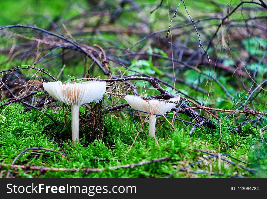 Ecosystem, Fungus, Mushroom, Bird