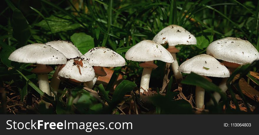 Mushroom, Fungus, Agaricaceae, Agaricus