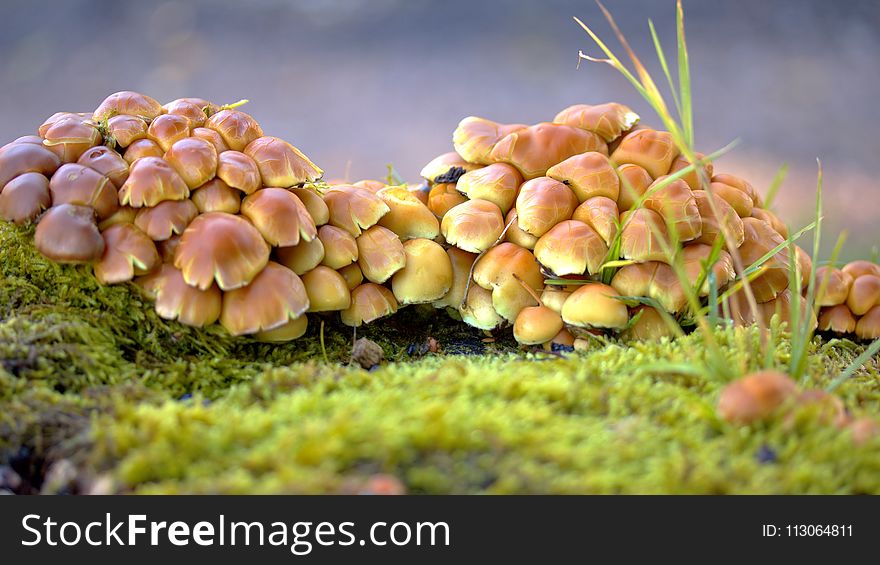 Fungus, Edible Mushroom, Mushroom, Auriculariales