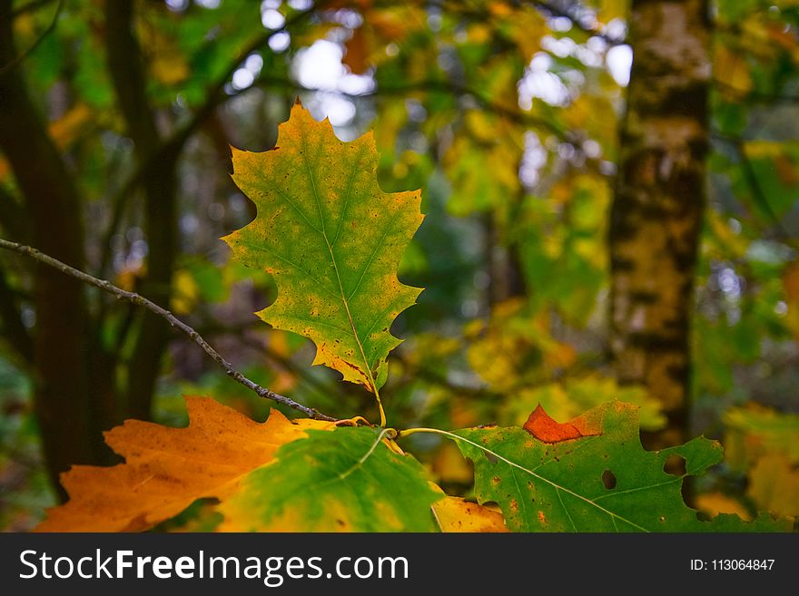 Leaf, Autumn, Vegetation, Deciduous