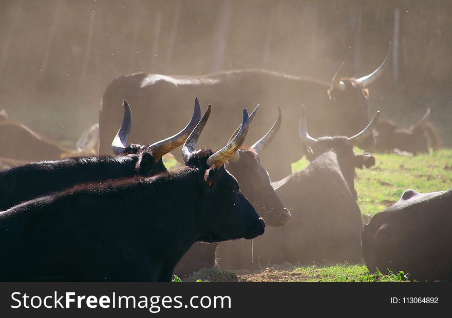 Horn, Wildlife, Fauna, Cattle Like Mammal