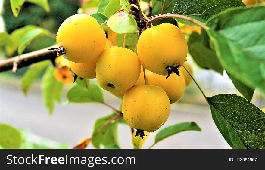 Fruit, Fruit Tree, Apricot, Loquat