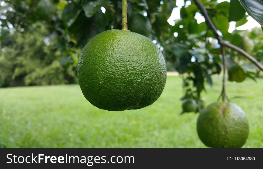 Citrus, Persian Lime, Lime, Fruit