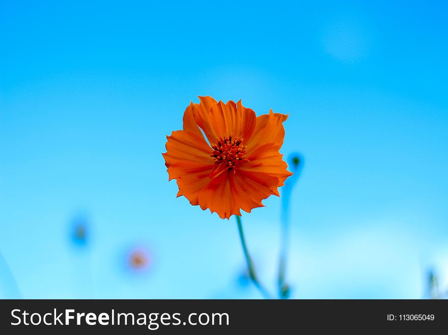 Flower, Blue, Sky, Orange