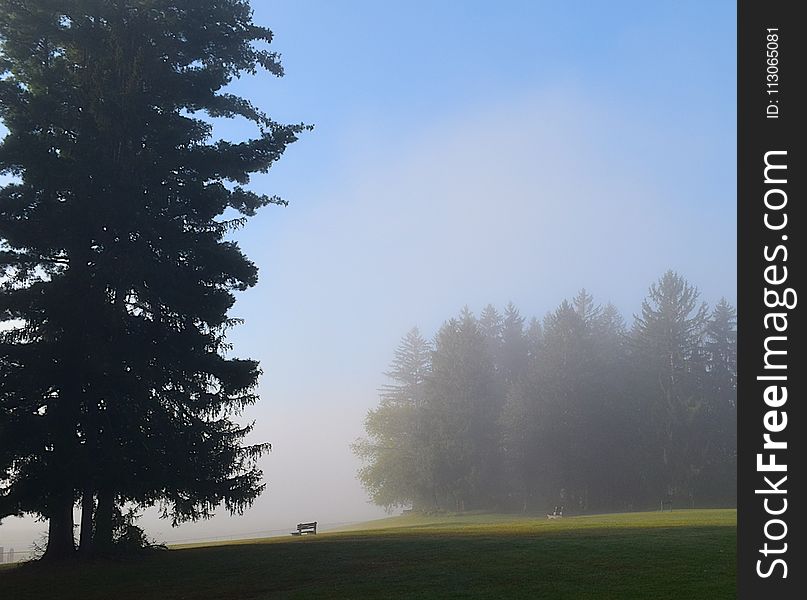 Sky, Tree, Mist, Fog