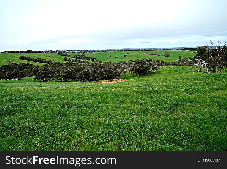 Grassland, Pasture, Vegetation, Ecosystem