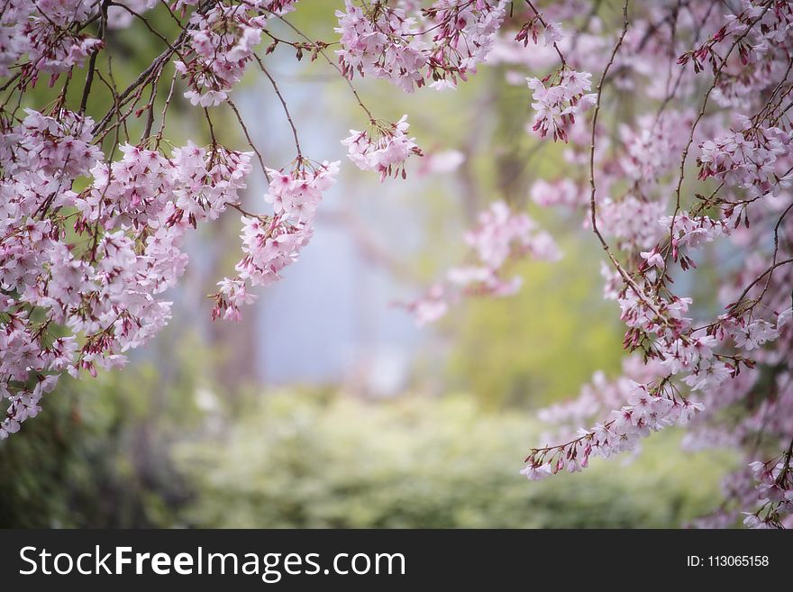 Blossom, Pink, Flower, Spring