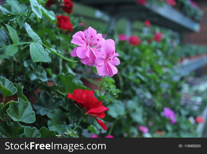 Flower, Plant, Flowering Plant, Flora