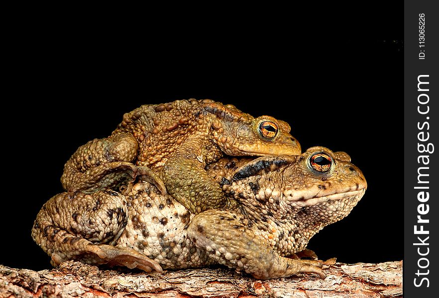 Toad, Amphibian, Frog, Terrestrial Animal