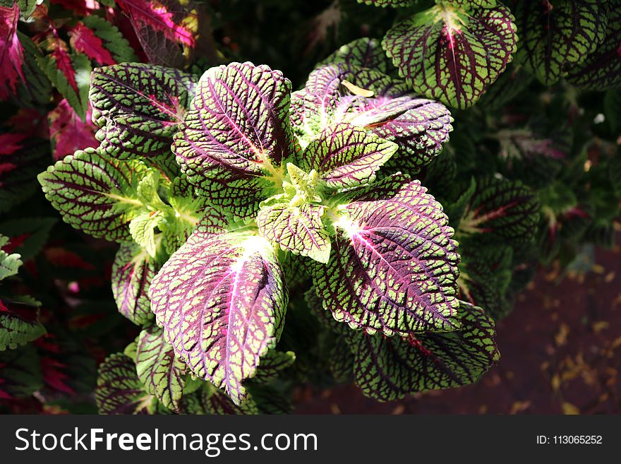 Plant, Flora, Flower, Leaf