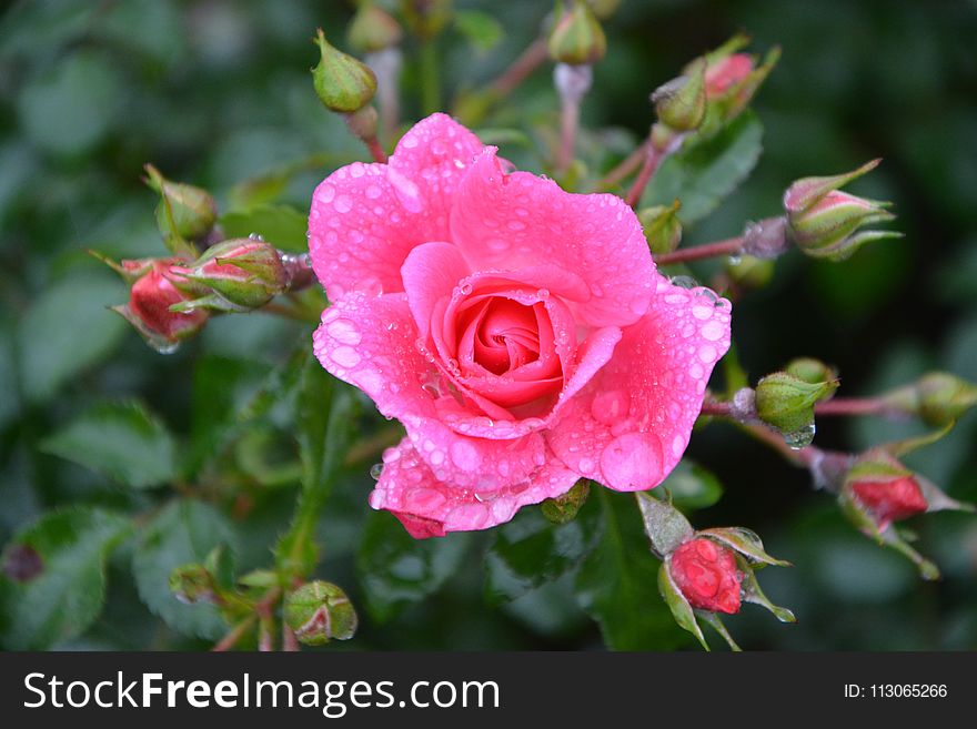 Flower, Rose Family, Rose, Flowering Plant