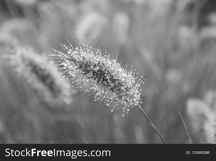 Black And White, Monochrome Photography, Close Up, Flora