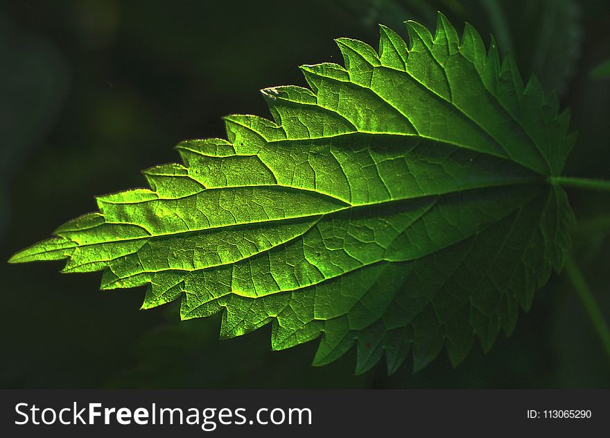 Leaf, Green, Vegetation, Macro Photography