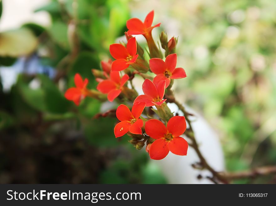 Plant, Flora, Flower, Flowering Plant