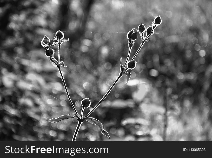 Black And White, Nature, Monochrome Photography, Flora