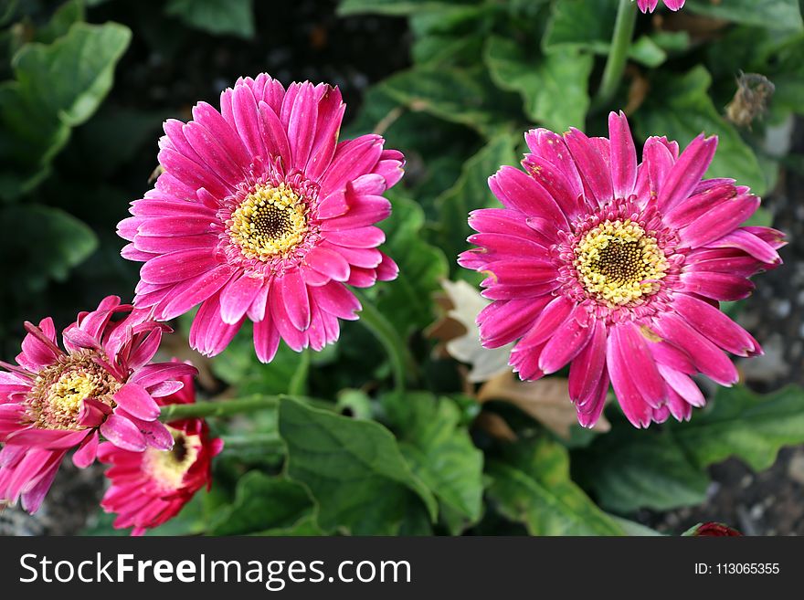 Flower, Plant, Flora, Flowering Plant