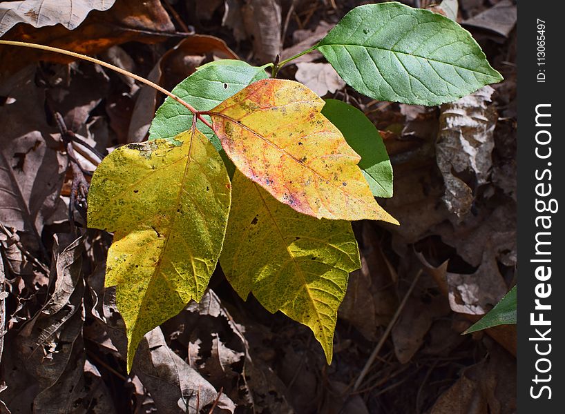 Leaf, Plant, Autumn, Deciduous