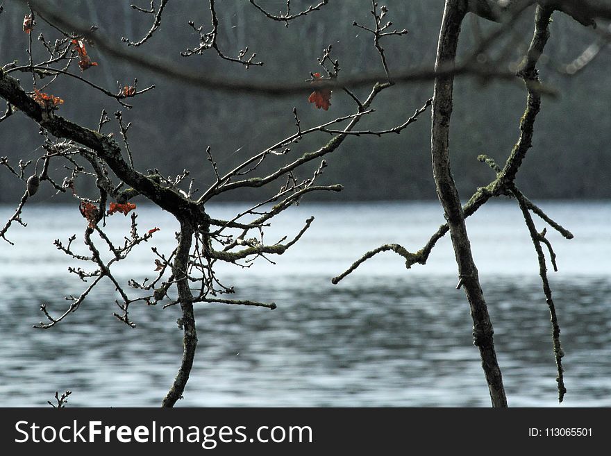 Branch, Water, Tree, Twig