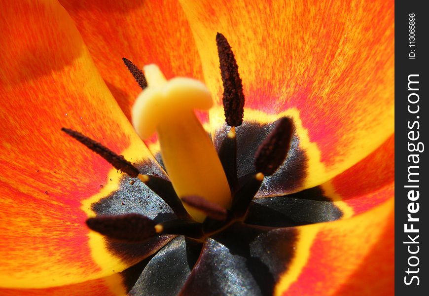 Flower, Yellow, Orange, Pollen