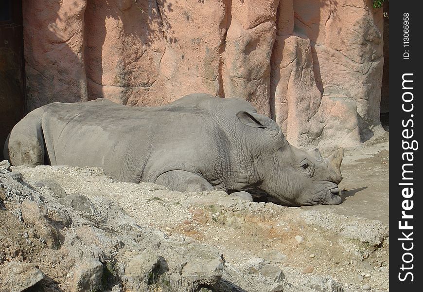 Rhinoceros, Fauna, Terrestrial Animal, Wildlife