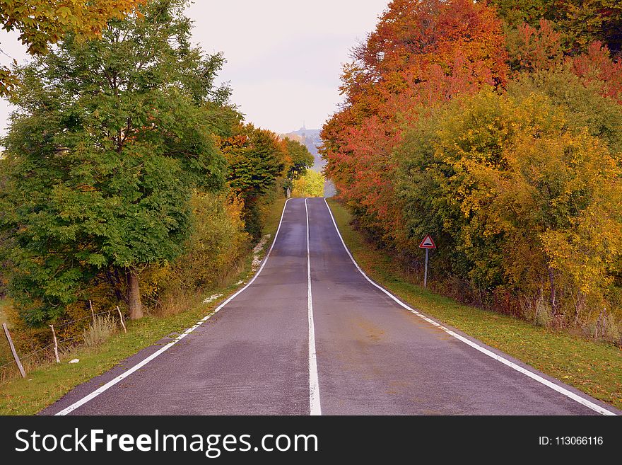 Road, Leaf, Nature, Autumn