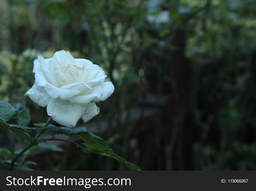White, Flower, Rose Family, Plant