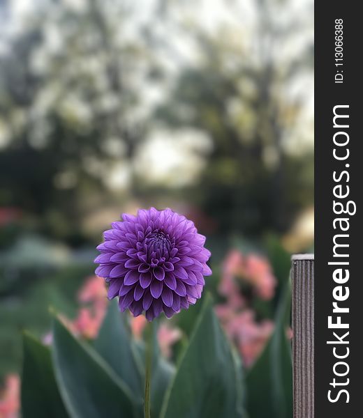 Flower, Purple, Plant, Spring