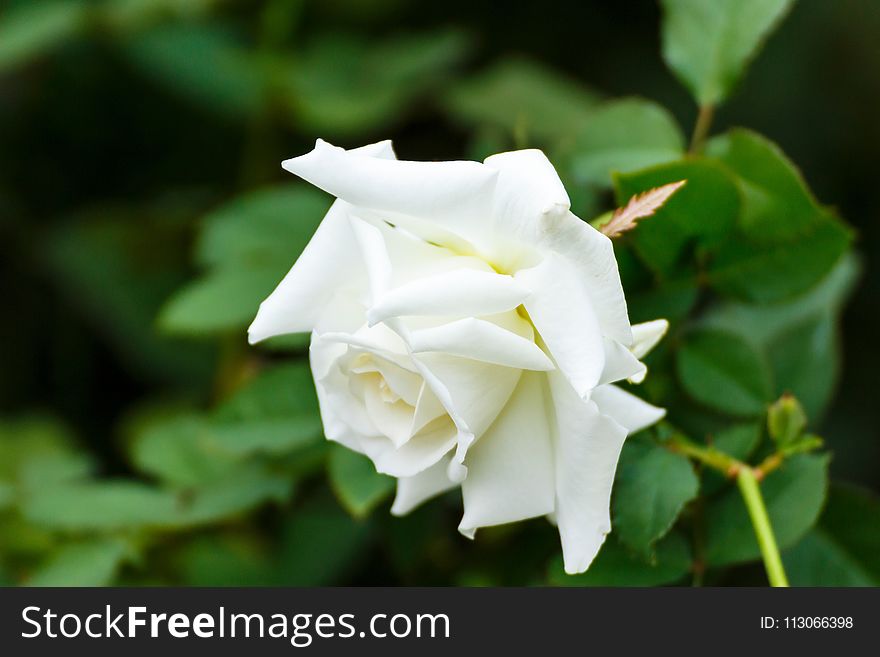 Flower, Rose Family, White, Rose