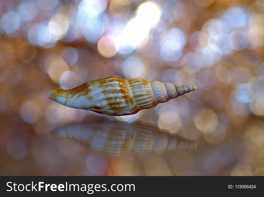 Seashell, Close Up, Macro Photography, Fauna