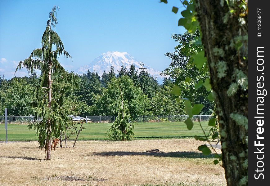 Tree, Nature Reserve, Grass, Land Lot