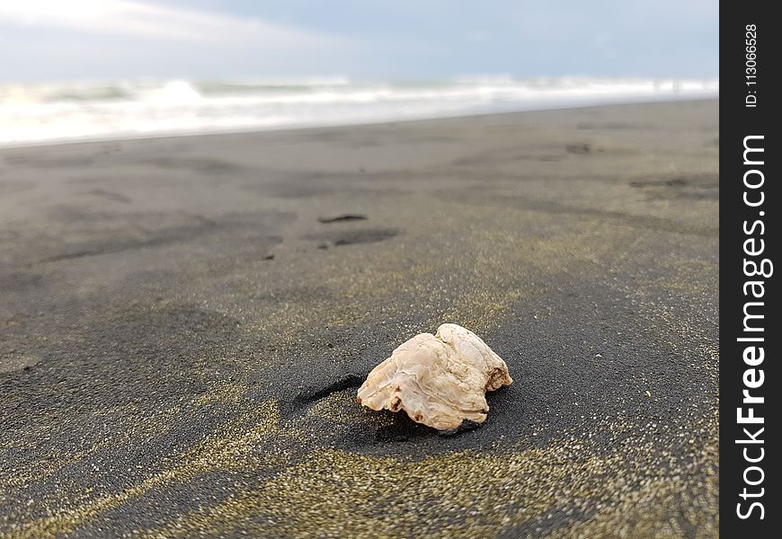 Sea, Seashell, Sand, Shore