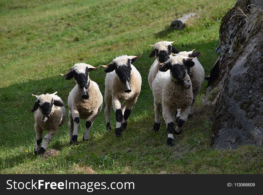 Sheep, Pasture, Herd, Cow Goat Family