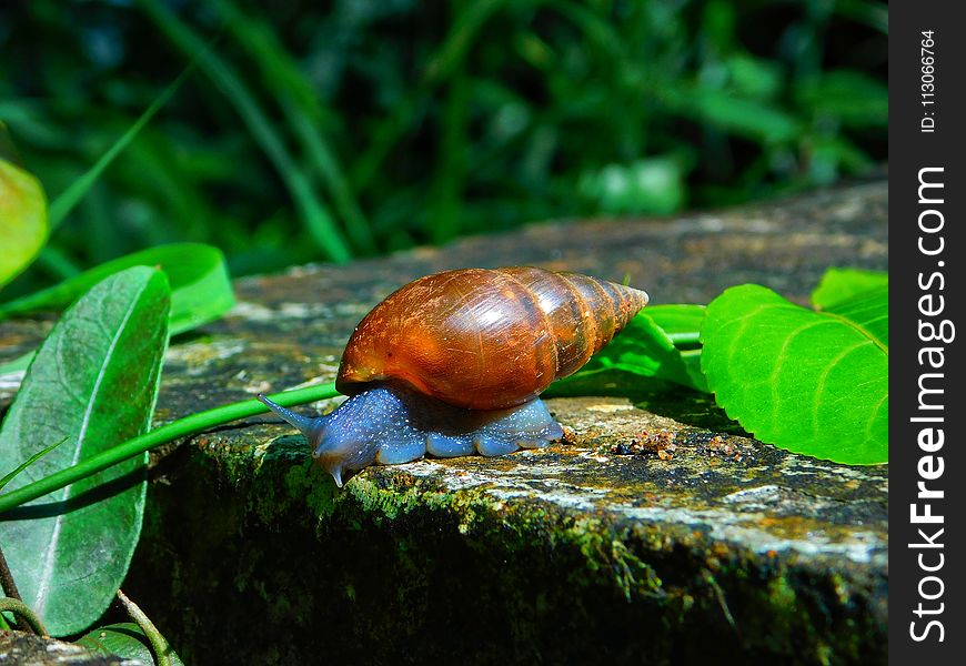 Snails And Slugs, Snail, Molluscs, Terrestrial Animal