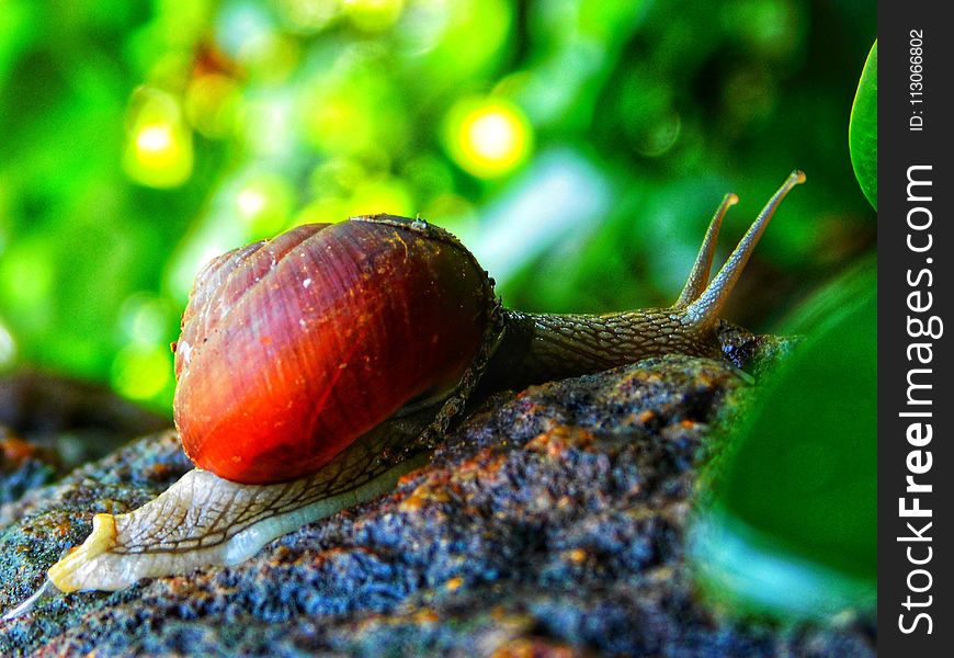 Snails And Slugs, Snail, Molluscs, Close Up